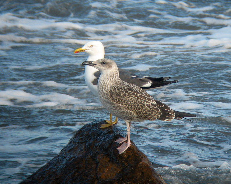 Soubor:Larus fuscus graellsii1.jpg