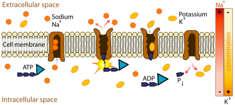 Soubor:Scheme sodium-potassium pump-en.png