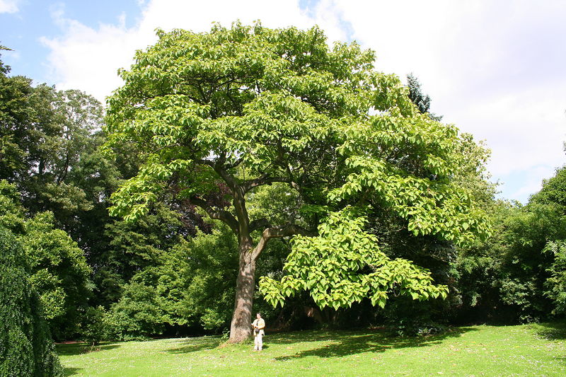 Soubor:Paulownia tomentosa JPG2a.jpg