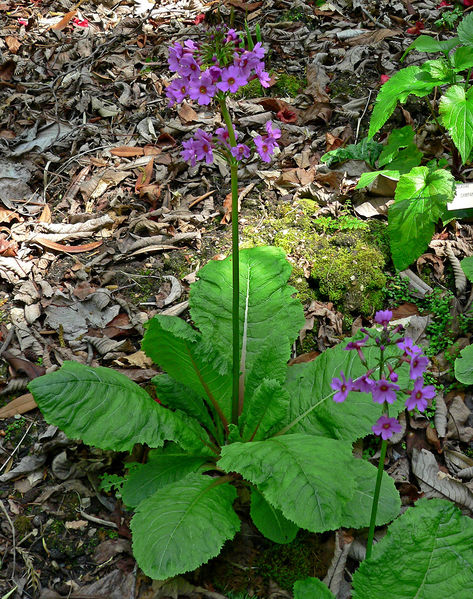 Soubor:Primula japonica 1.jpg