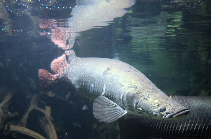 Soubor:Arapaima gigas captivity.jpg