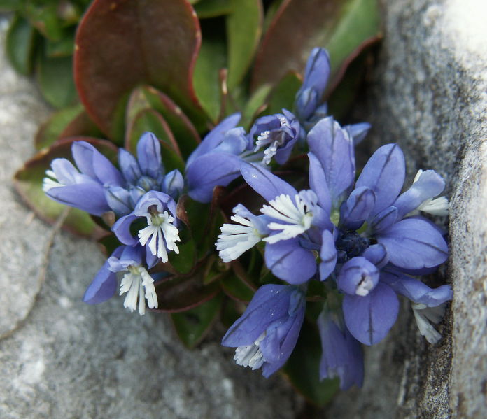 Soubor:Polygala calcarea09.jpg