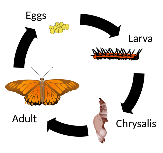 Soubor:Gulf Fritillary Life Cycle.png