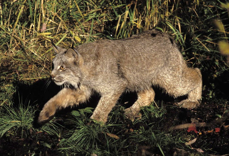 Soubor:Lynx-canadensis.jpg