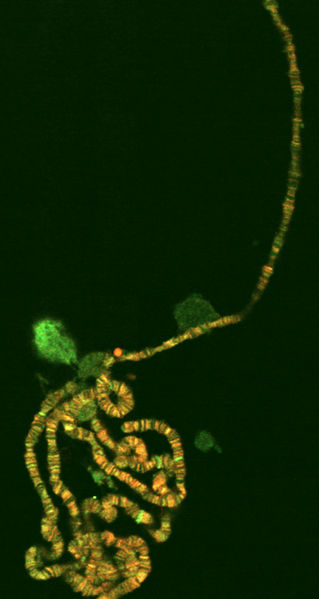 Soubor:Polyten chromosome.jpg