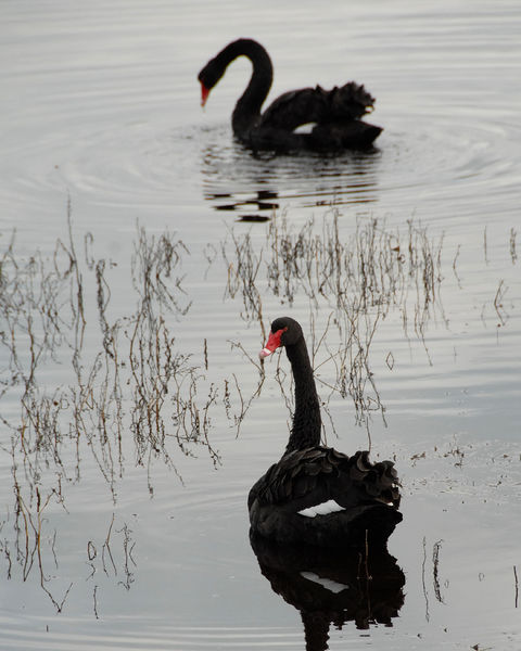 Soubor:Cygnus atratus pair, Claremont.jpg