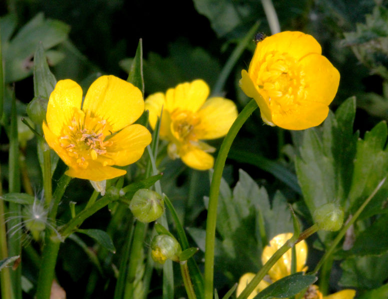 Soubor:Ranunculus repens pryskyřník plazivý 4.jpg