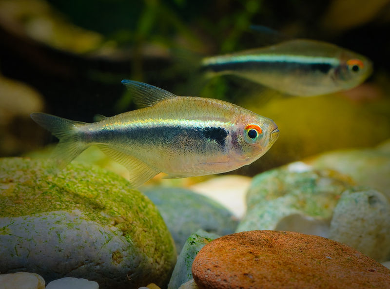 Soubor:Black Neon Tetra-Flickr.jpg