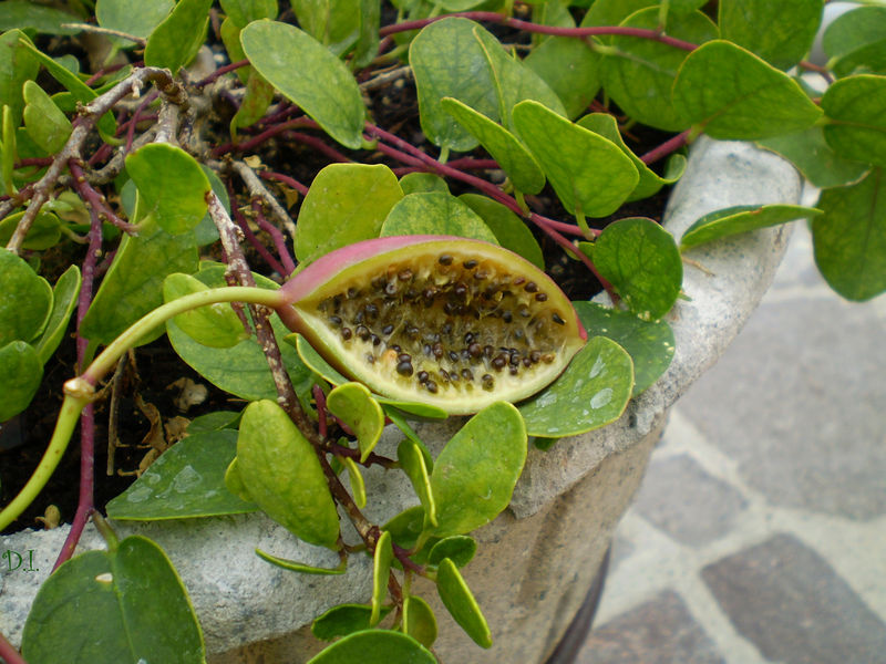 Soubor:Capparis fruit.JPG