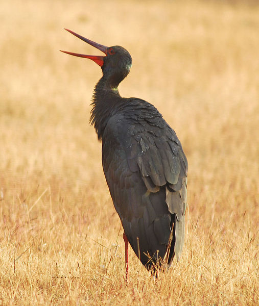 Soubor:Ciconia nigra 10.jpg