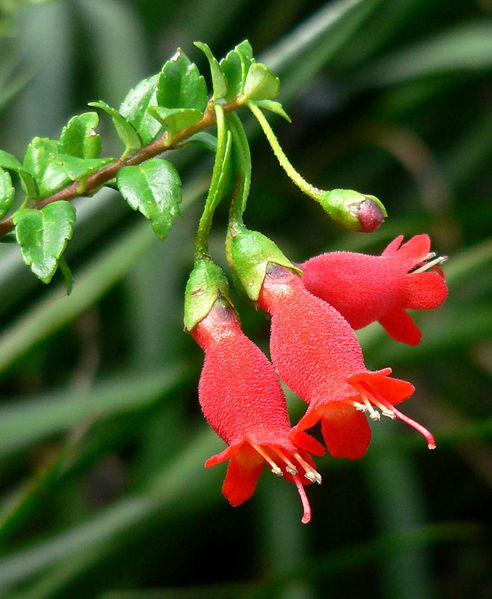 Soubor:Mitraria coccinea 5.jpg