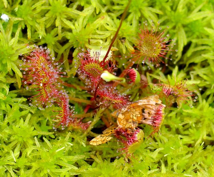 Soubor:Drosera rotundifolia ne2.jpg