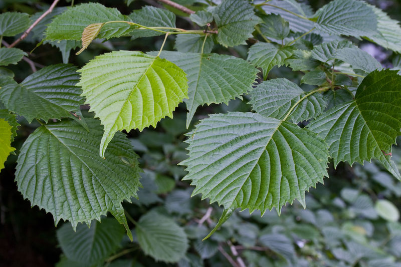 Soubor:Euptelea polyandra 01.jpg