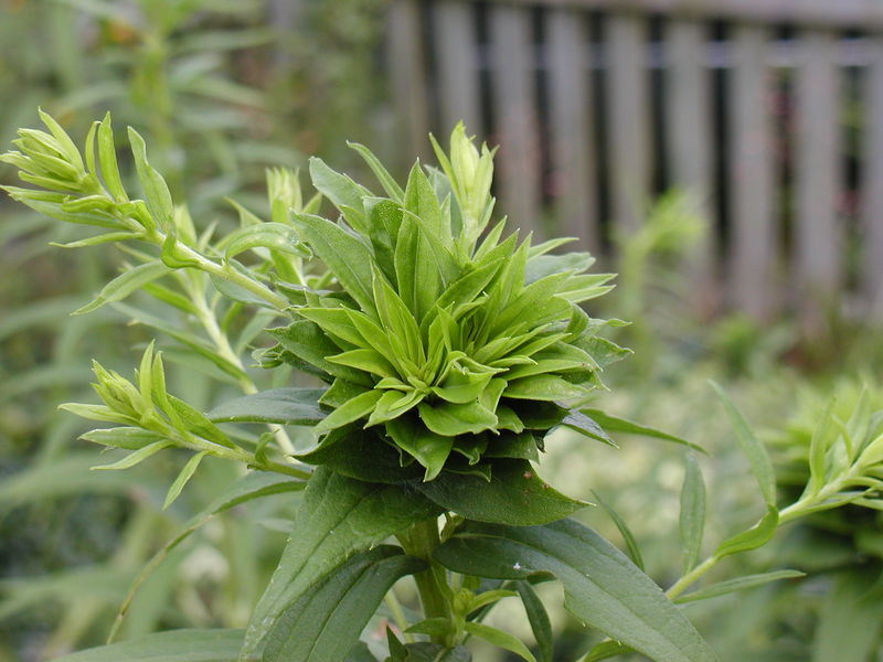 Soubor:Phyllody on Solidago.JPG