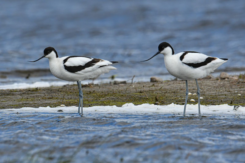 Soubor:Pied Avocets 2020-05-16-02-Flickr.jpg