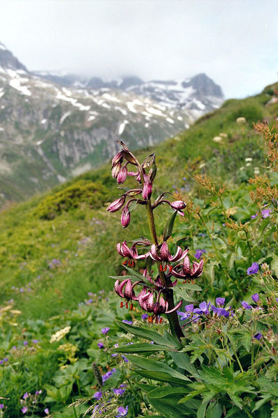 Soubor:Lilium Martagon, Lai Blau.jpg