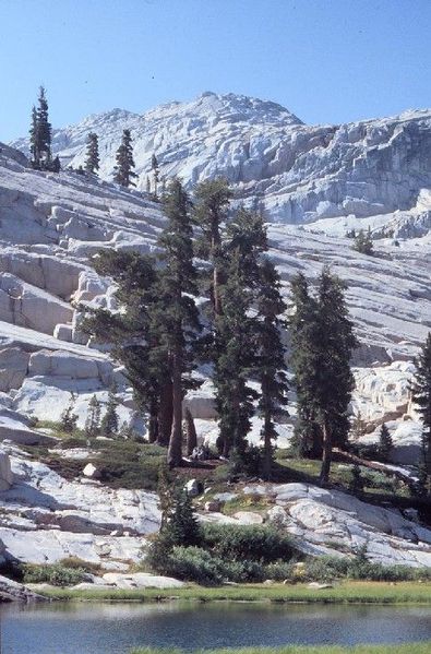 Soubor:Mountain Hemlock.jpg