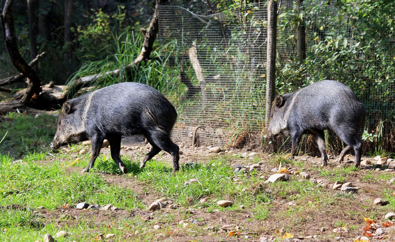 Soubor:Pecari tajacu Zoo Praha 2011-3.jpg