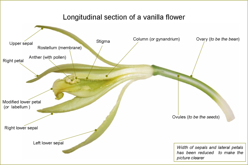 Soubor:VanillaFlowerLongitudinalSection-en.png