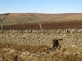 (Blocked up) sheephole in drystone wall on Red Road - geograph.org.uk - 703090.jpg