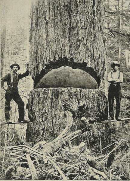 Soubor:9-foot diameter Douglas Fir - 1900.jpg