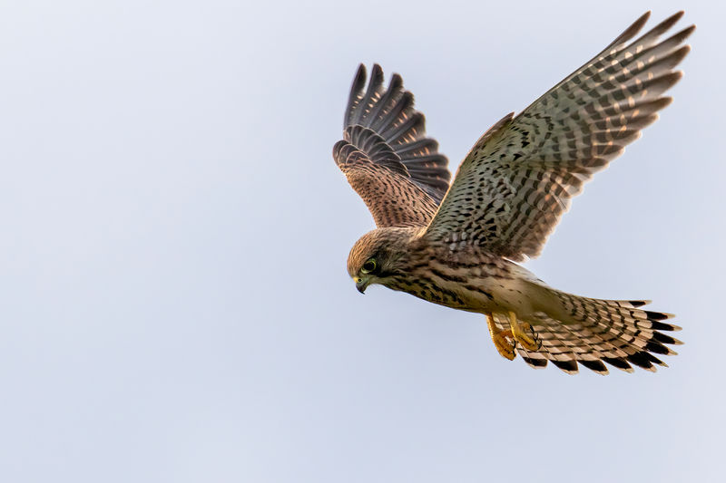 Soubor:Common kestrel hovering.jpg