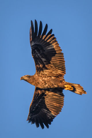 Juvenile bald eagle in flight at sunrise, Florida (2020)