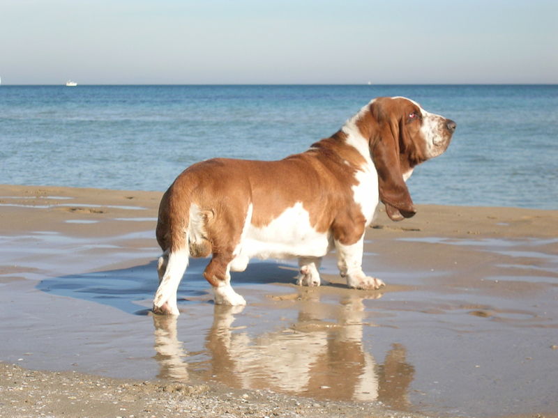 Soubor:BassetHound.jpg