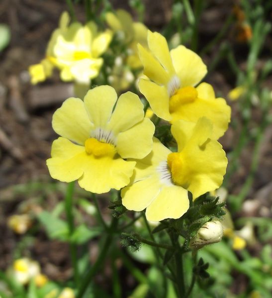 Soubor:Nemesia-sunsatialemon.jpg