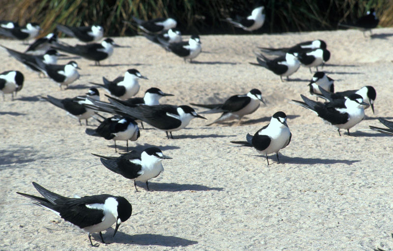 Soubor:Starbuck AKK Sooty Tern.jpg