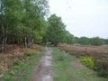 'Cross Cannock Chase' Walk - geograph.org.uk - 794833.jpg