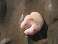 'Dead Men's Fingers' in Red Wharf Bay - geograph.org.uk - 947937.jpg