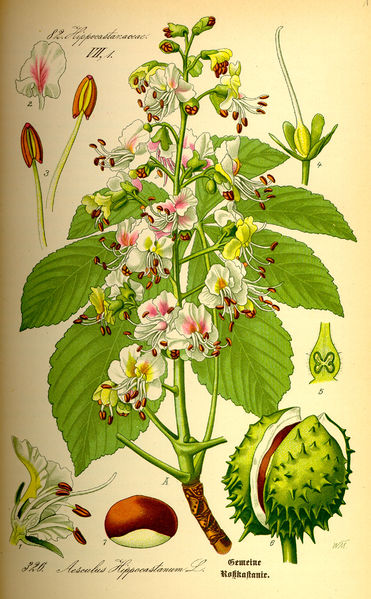 Soubor:Illustration Aesculus hippocastanum0.jpg