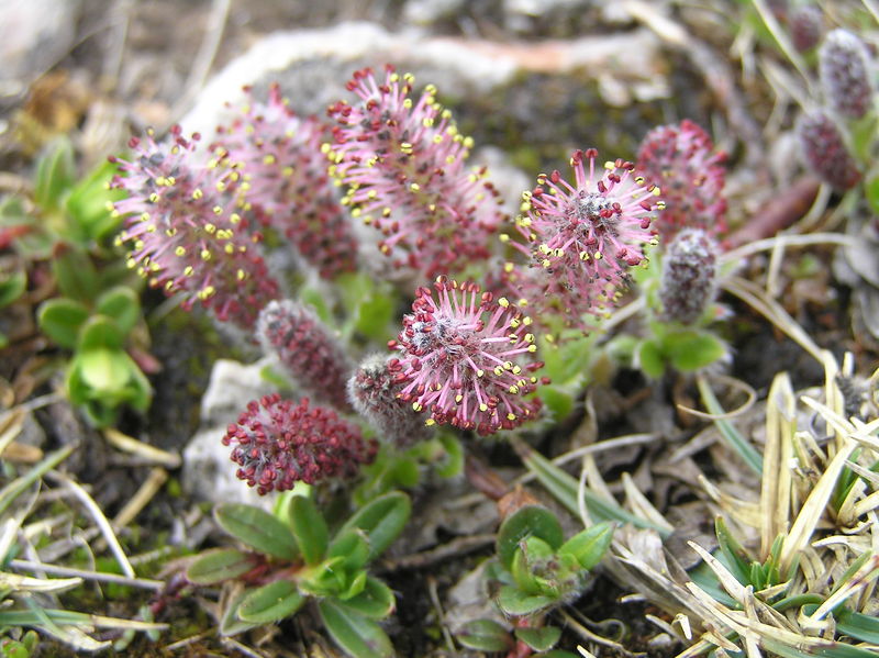 Soubor:Salix alpina1.JPG