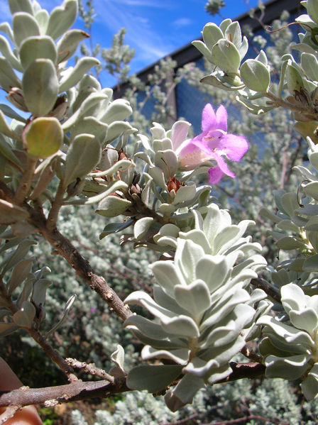 Soubor:Starr 041028-0232 Leucophyllum frutescens.jpg