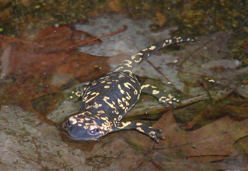 Soubor:Salamandra salamandra gallaica1.jpg