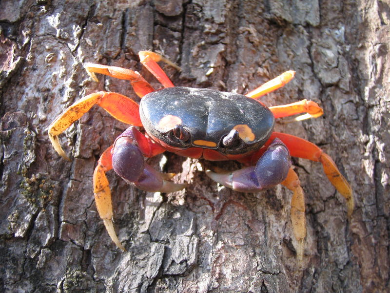 Soubor:Gecarcinus quadratus (Nosara).jpg