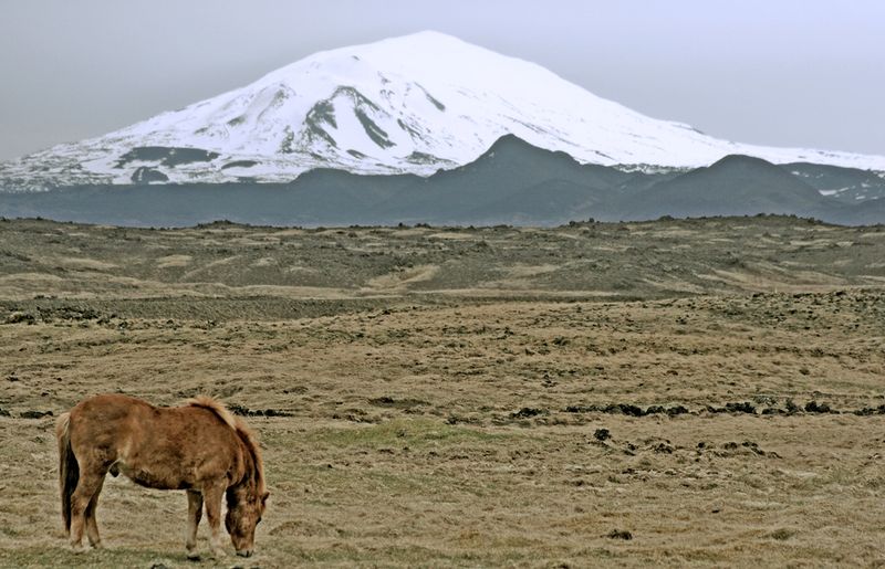 Soubor:Hekla and horse.jpg