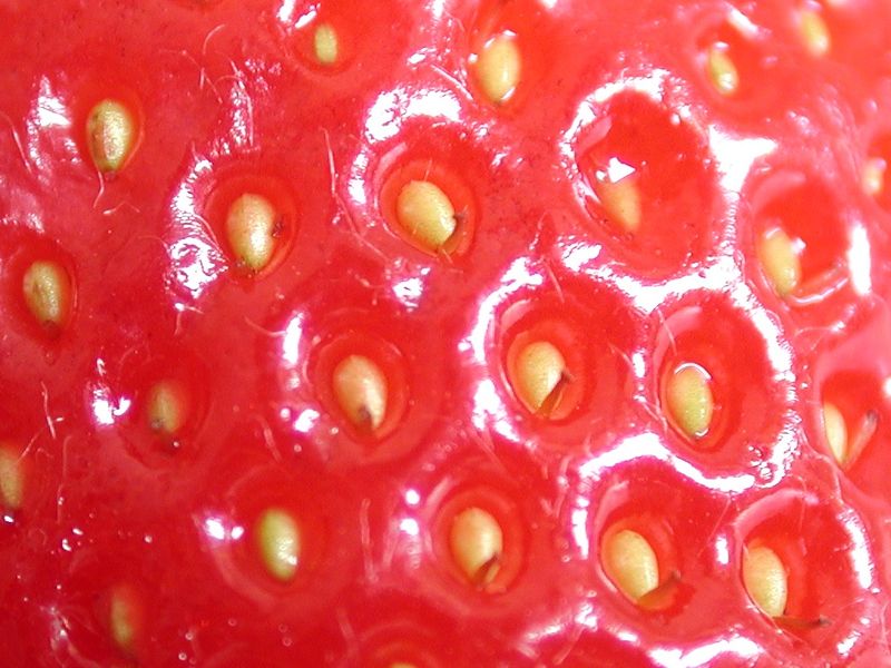 Soubor:Strawberry pips.jpg