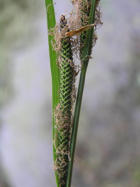 Soubor:Carex buekii3.JPG