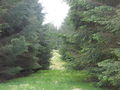 (Another) firebreak in the forest below Black Knowe - geograph.org.uk - 909469.jpg