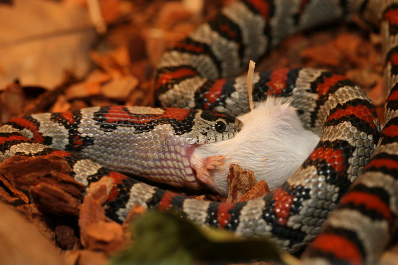 Soubor:Lampropeltis Mexicana Greeri (12).JPG