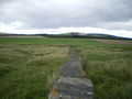 'Tank traps' on Dumbarnie Links - geograph.org.uk - 945577.jpg