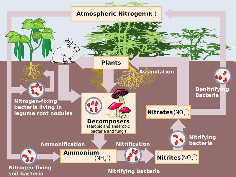 Soubor:Nitrogen Cycle.png