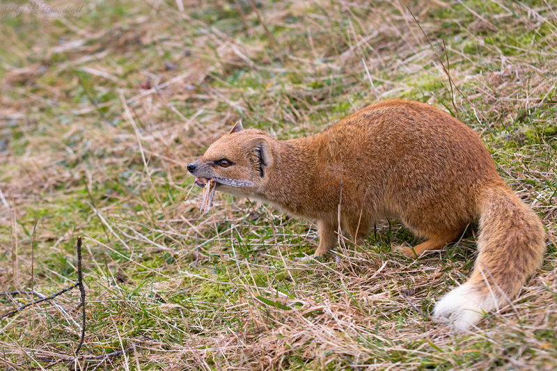 Soubor:Yellow mongoose-2019-Flickr.jpg