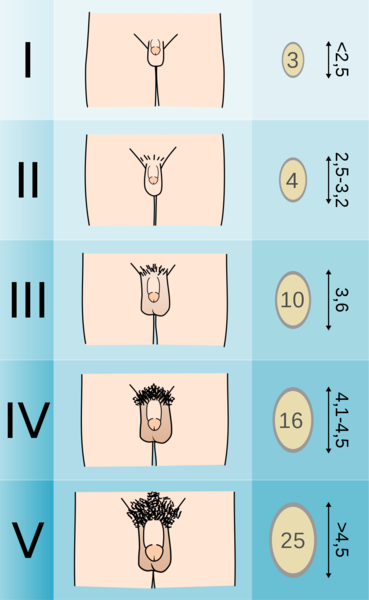 Soubor:Tanner scale-male.png