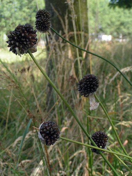 Soubor:Allium vineale01.jpg