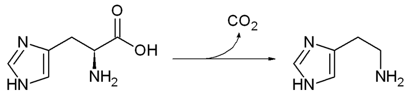 Soubor:Histidine-decarboxylase.png