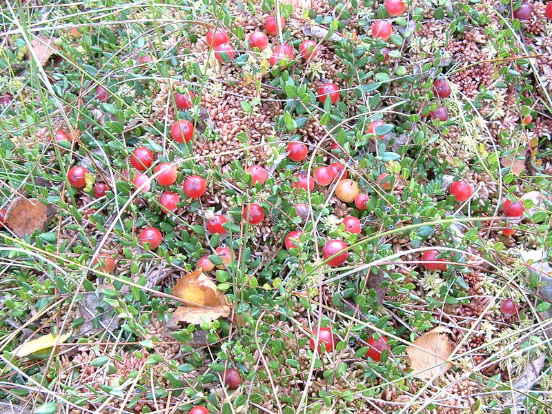 Soubor:Oxycoccus palustris fruits.jpg