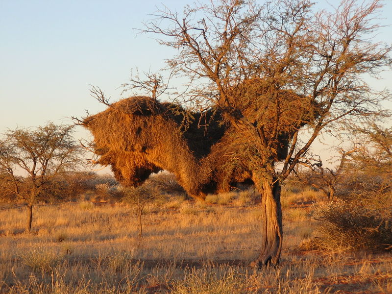 Soubor:Webervogelnst Auoblodge.JPG